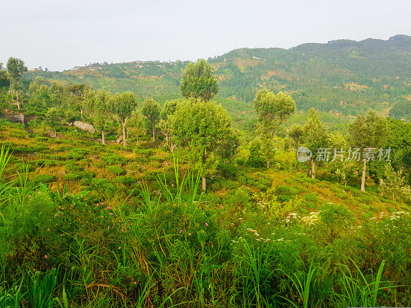 在斯里兰卡的火车旅行通过茶叶种植园Ella, Nuwara Eliya和Kandy